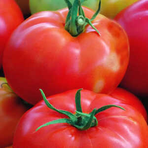 Tomate 'Pyros'