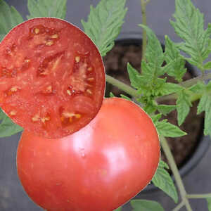 TOMATE ‘Rose de Berne’