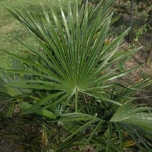 TRACHYCARPUS fortunei