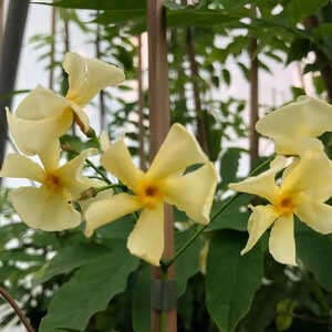 TRACHELOSPERMUM jasminoides 'Star of Toscane'