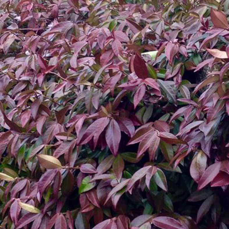 TRACHELOSPERMUM jasminoides 'Winter Ruby'Â®