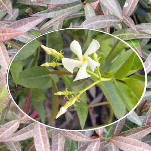 TRACHELOSPERMUM jasminoides 'Wilsonii'