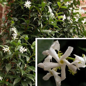 TRACHELOSPERMUM jasminoides