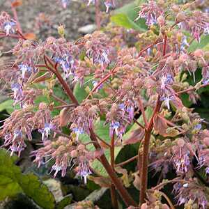 TRACHYSTEMON orientalis