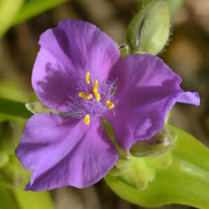 TRADESCANTIA 'Sunshine Charm' ®