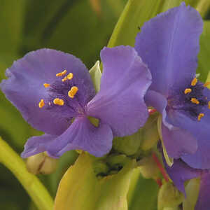 TRADESCANTIA 'Sweet Kate'
