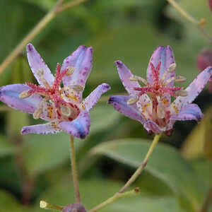 TRICYRTIS 'Blaue'