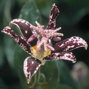 TRICYRTIS hirta 'Miyazaki'