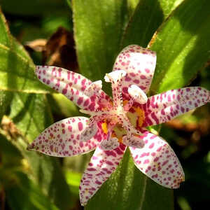 TRICYRTIS hirta