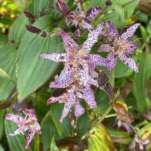 TRICYRTIS macropoda