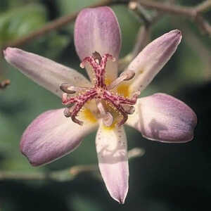 TRICYRTIS 'Tojen'