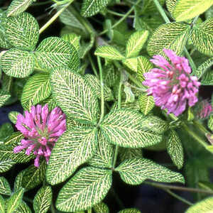 TRIFOLIUM pratense 'Susan Smith'