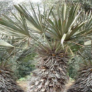 TRITHRINAX campestris