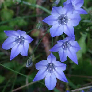 TRITELEIA laxa 'Koningin Fabiola' (lot de 20)