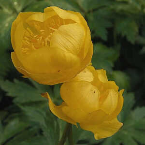 TROLLIUS 'Byrne's Giant'