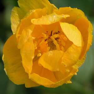 TROLLIUS 'Earliest of All'