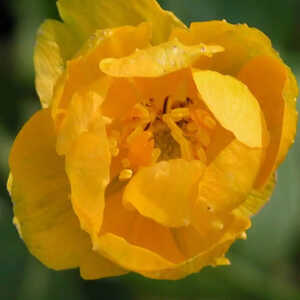 TROLLIUS 'Earliest of All'