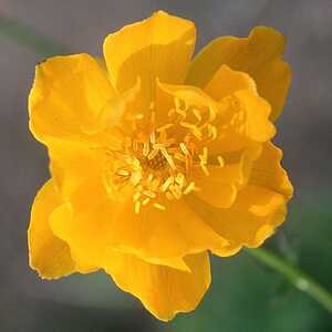 TROLLIUS 'Empire Day'