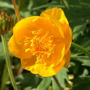 TROLLIUS 'Goldquelle'