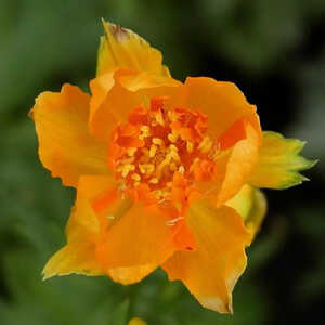 TROLLIUS 'Orange Crest'