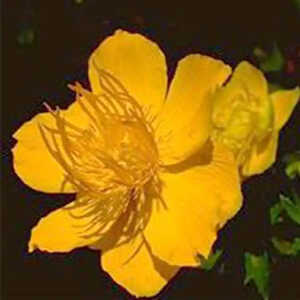 TROLLIUS 'Orange Globe'