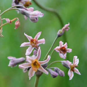 TULBAGHIA 'Hazel'