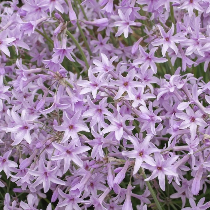 TULBAGHIA violacea 'Dark Star'