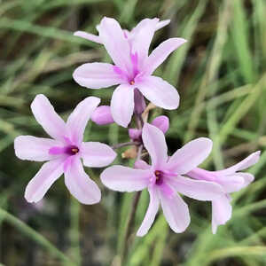 TULBAGHIA violacea 'Purple Eyes'