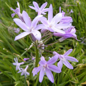 TULBAGHIA violacea