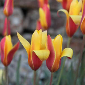 TULIPA clusiana var. chrysantha