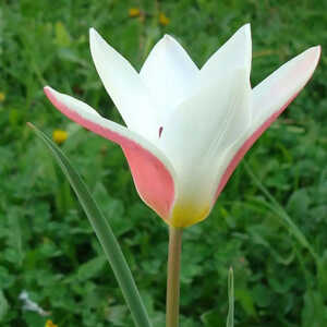 TULIPA clusiana 'Lady Jane' (lot de 5)