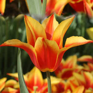 TULIPA 'Fly Away' (lot de 5)