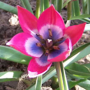 TULIPA 'Little Beauty' (Lot de 3)