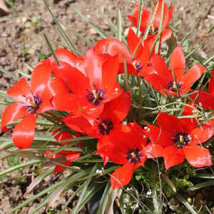 TULIPA linifolia (lot de 5)