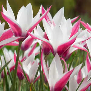 TULIPA  'Peppermint Stick' (lot de 5)