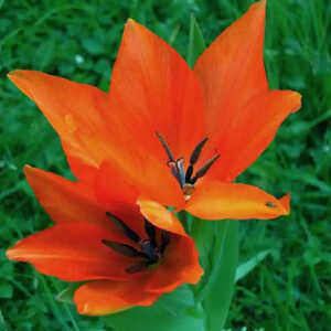 TULIPA praestans 'Fusilier' (lot de 5)