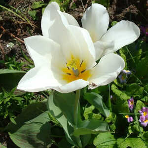 TULIPA 'Purissima' (lot de 5)