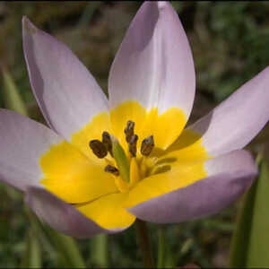 TULIPA 'Lilac Wonder' , Brigh Gem, linifolia(lot de 5)