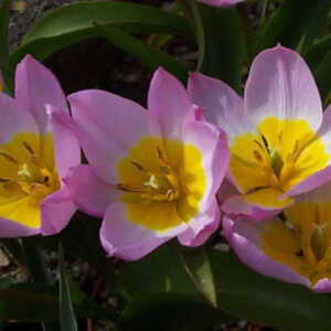 TULIPA saxatilis (lot de 5)