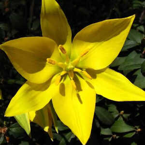 TULIPA sylvestris (lot de 5)