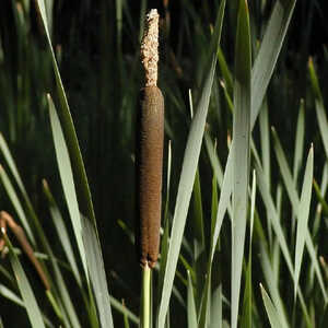 TYPHA latifolia