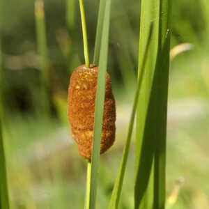 TYPHA minima