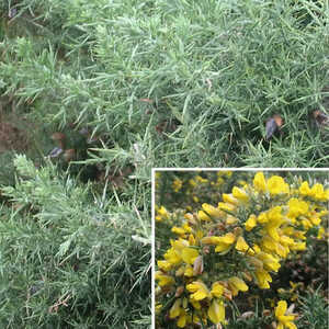 ULEX europaeus