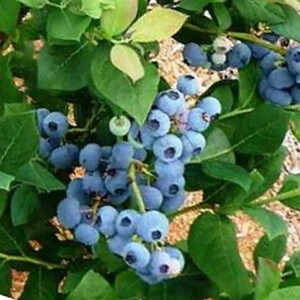 VACCINIUM corymbosum 'Blue Jay'