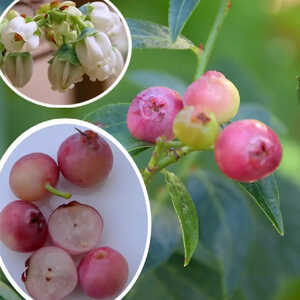 VACCINIUM corymbosum 'Blue Suede'