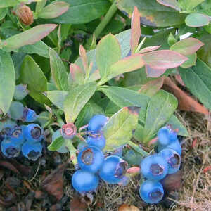 VACCINIUM corymbosum 'Bluetta'