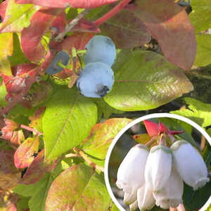 VACCINIUM corymbosum 'Bluecrop'