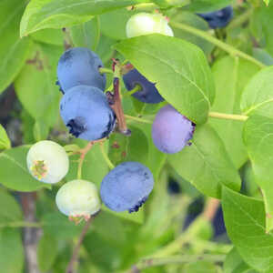 VACCINIUM corymbosum 'Northland'