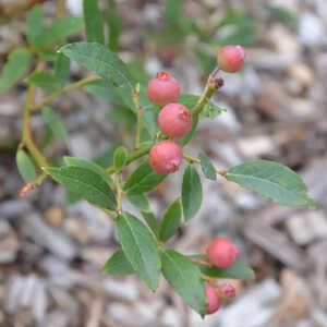 VACCINIUM corymbosum 'Pink Lemonade'