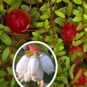 VACCINIUM macrocarpon 'Early Black'